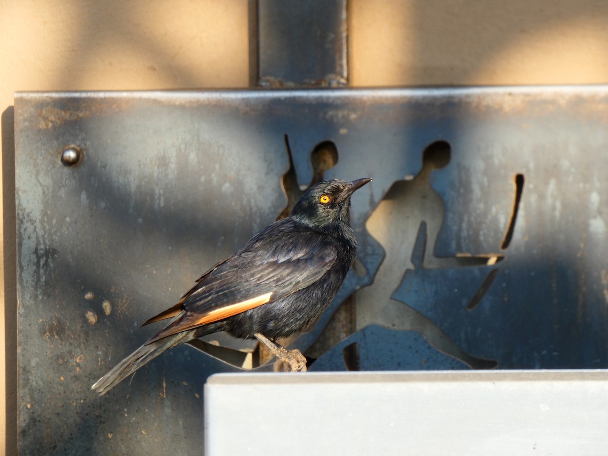 Pale-winged Starling - ML640357098