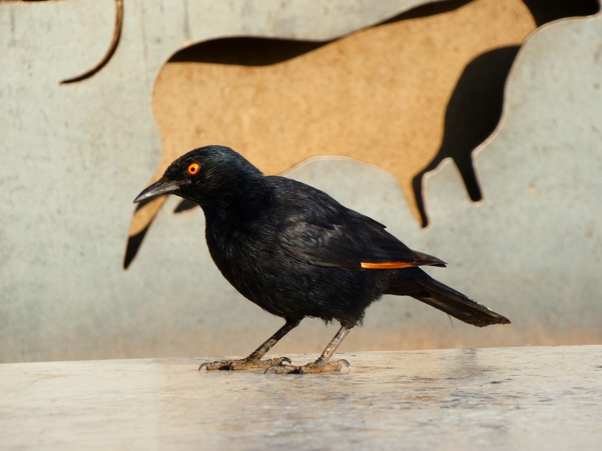 Pale-winged Starling - ML640357099