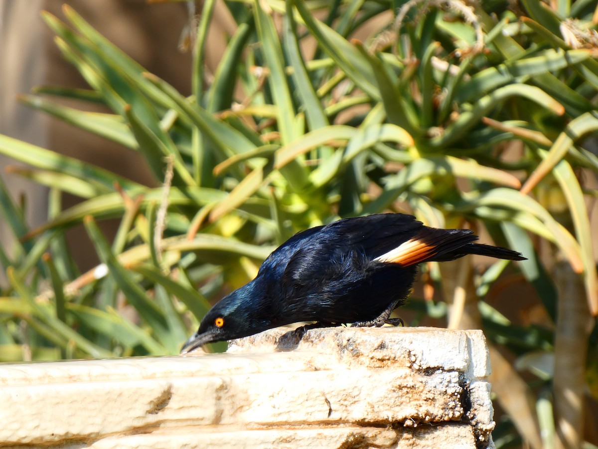 Pale-winged Starling - ML640357100
