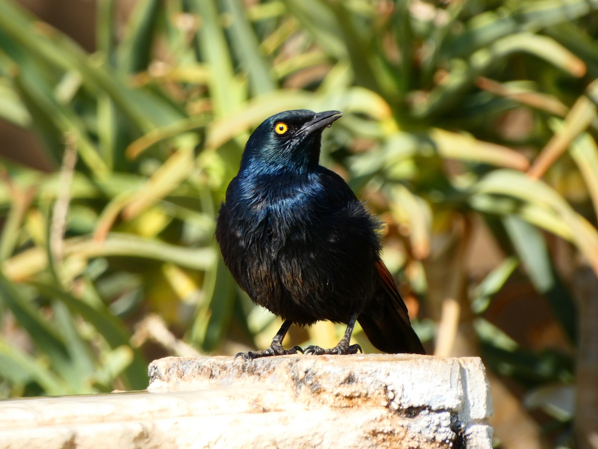 Pale-winged Starling - ML640357101