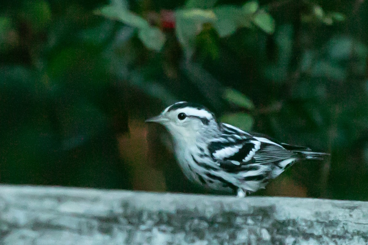 Black-and-white Warbler - ML640357181