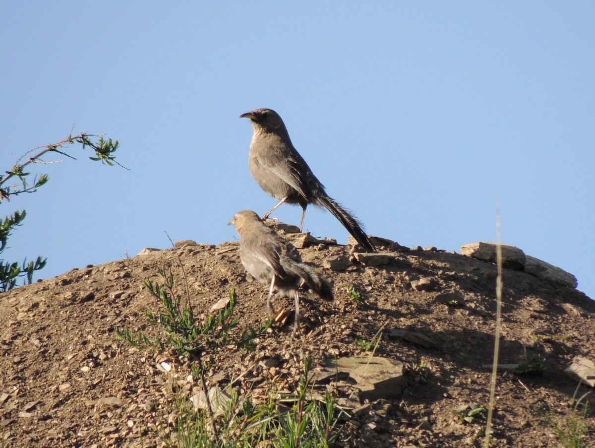 Pere David's Laughingthrush - ML640357206