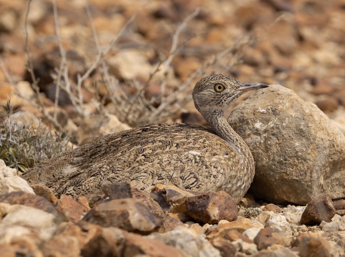 Little Brown Bustard - ML640357217