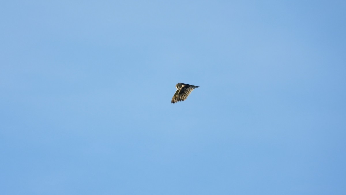 Australasian Grass-Owl - ML640357232