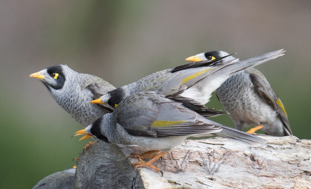 Noisy Miner - ML640357239