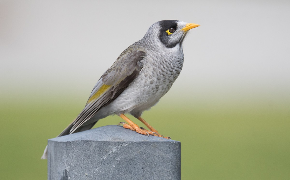 Noisy Miner - ML640357244