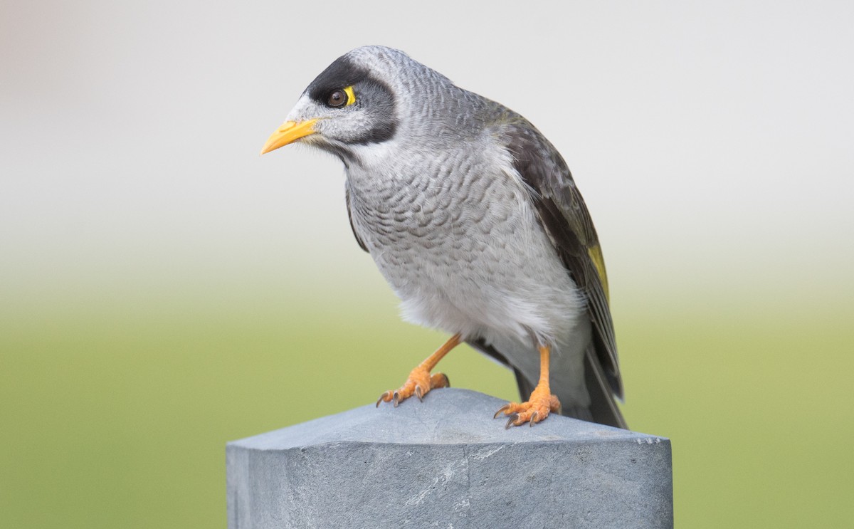Noisy Miner - ML640357256