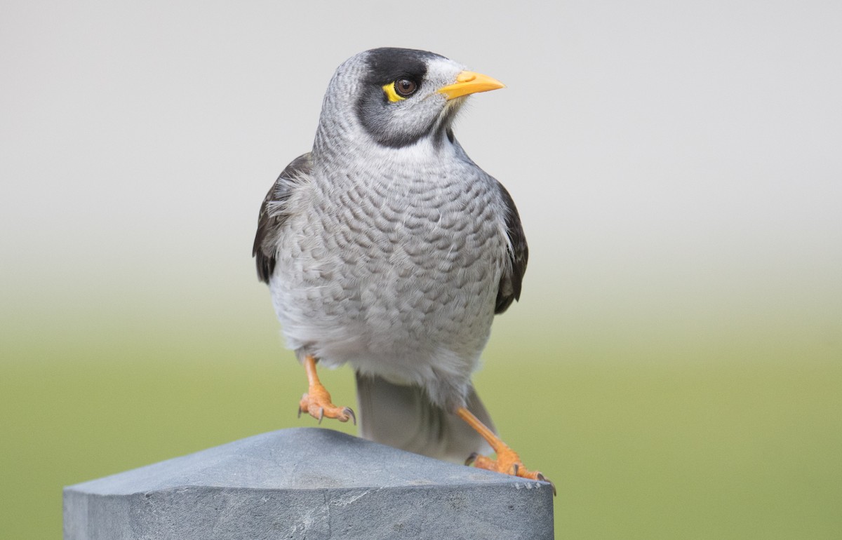 Noisy Miner - ML640357262