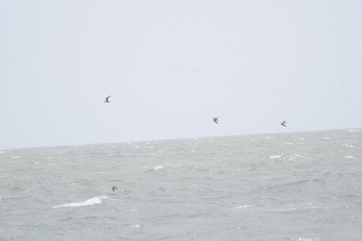 Bridled Tern - ML640357269