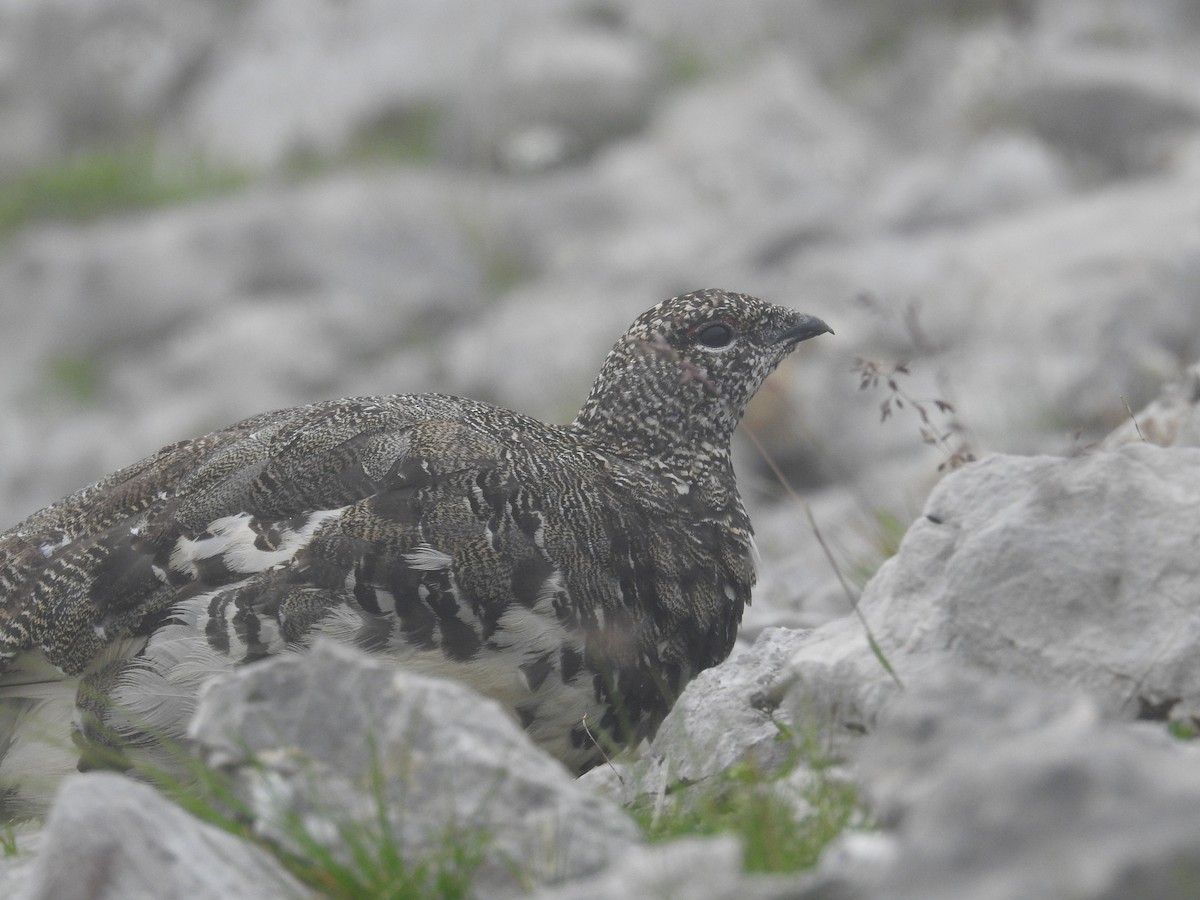 Цэвдгийн ахууна - ML640357275