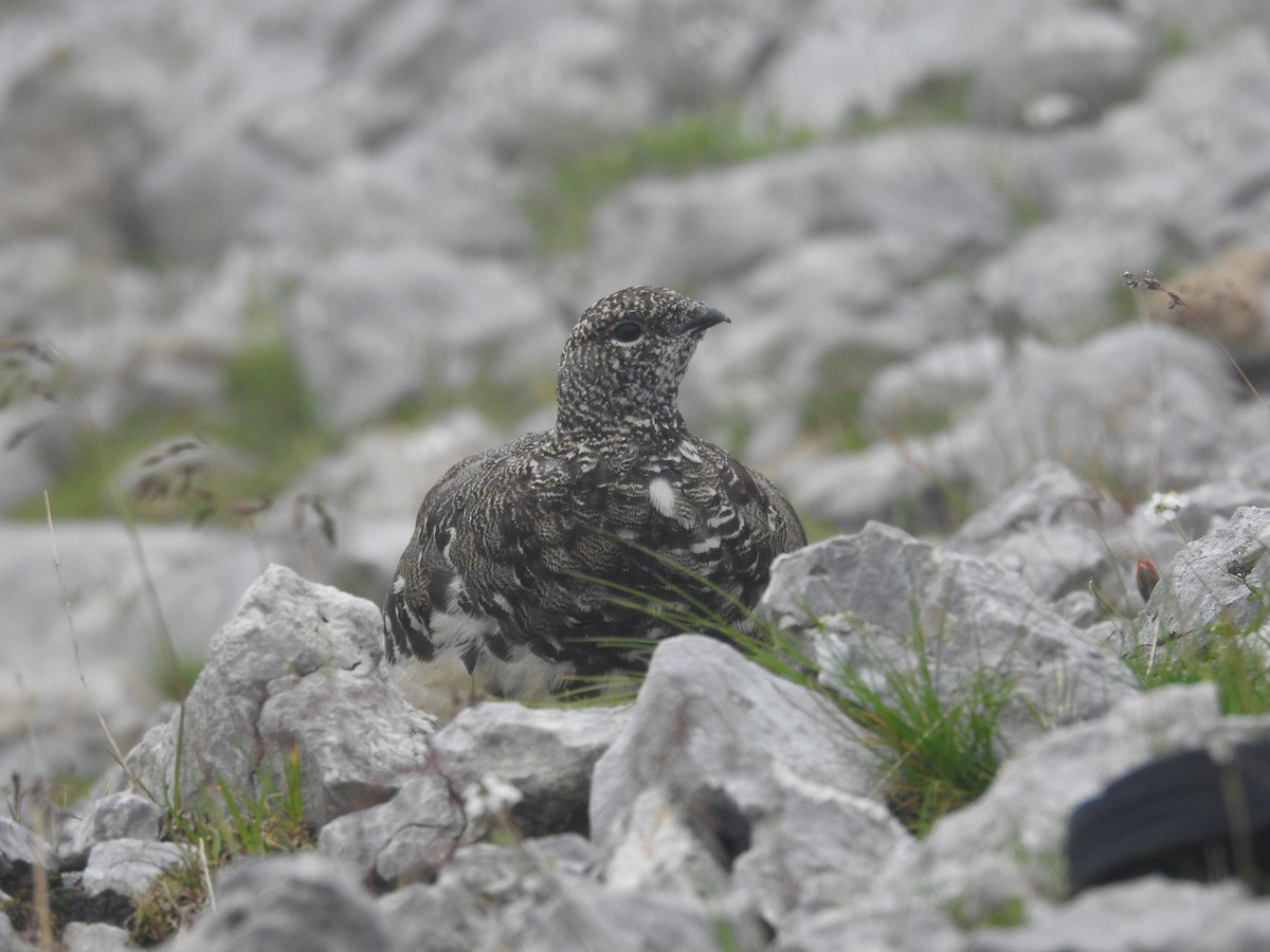 Цэвдгийн ахууна - ML640357277