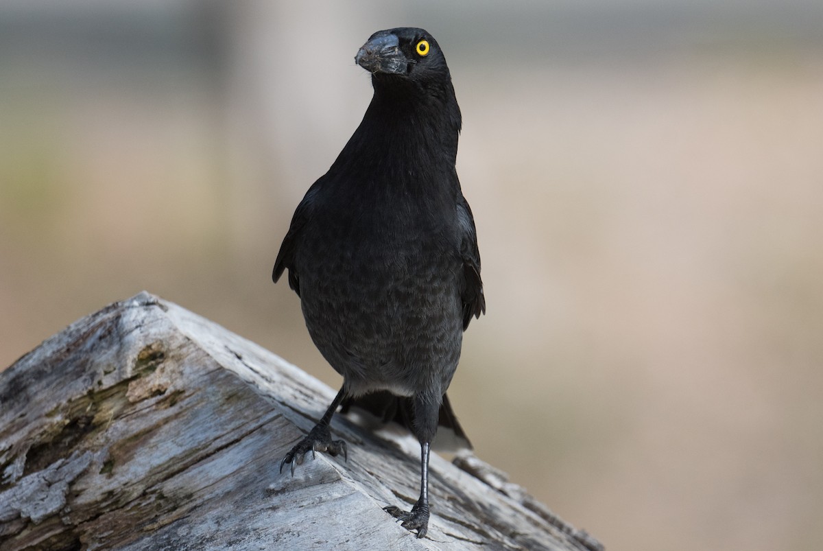 Pied Currawong - ML640357279