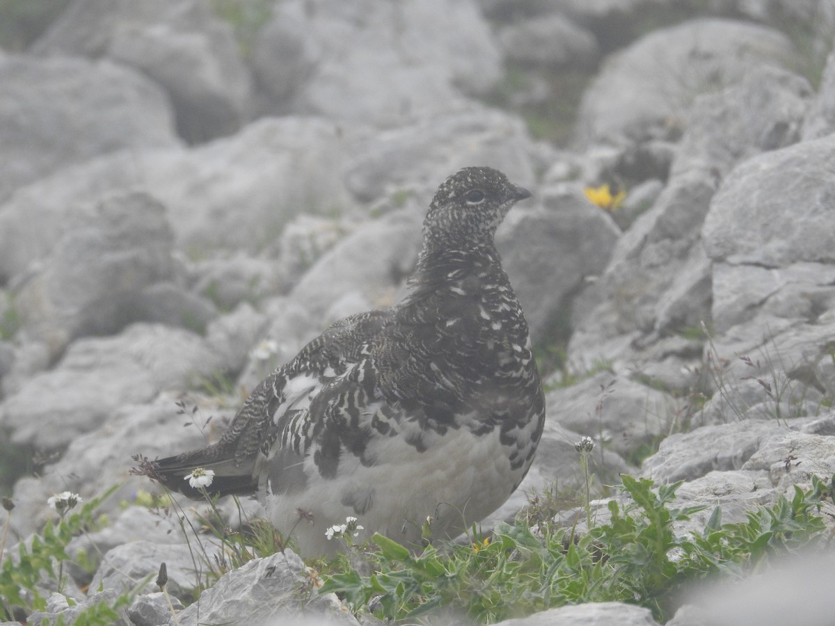 Цэвдгийн ахууна - ML640357280