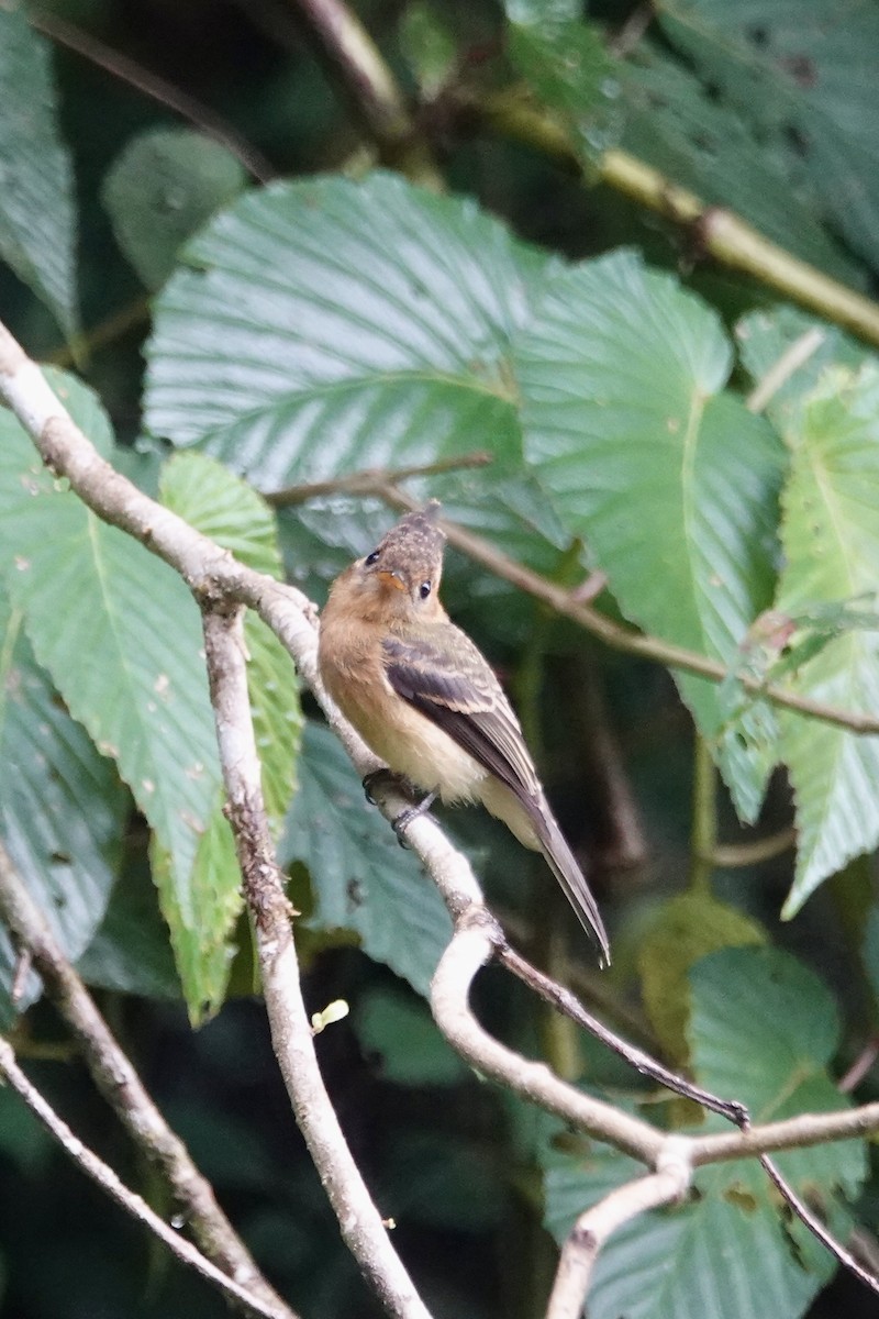 Tufted Flycatcher - ML640357281