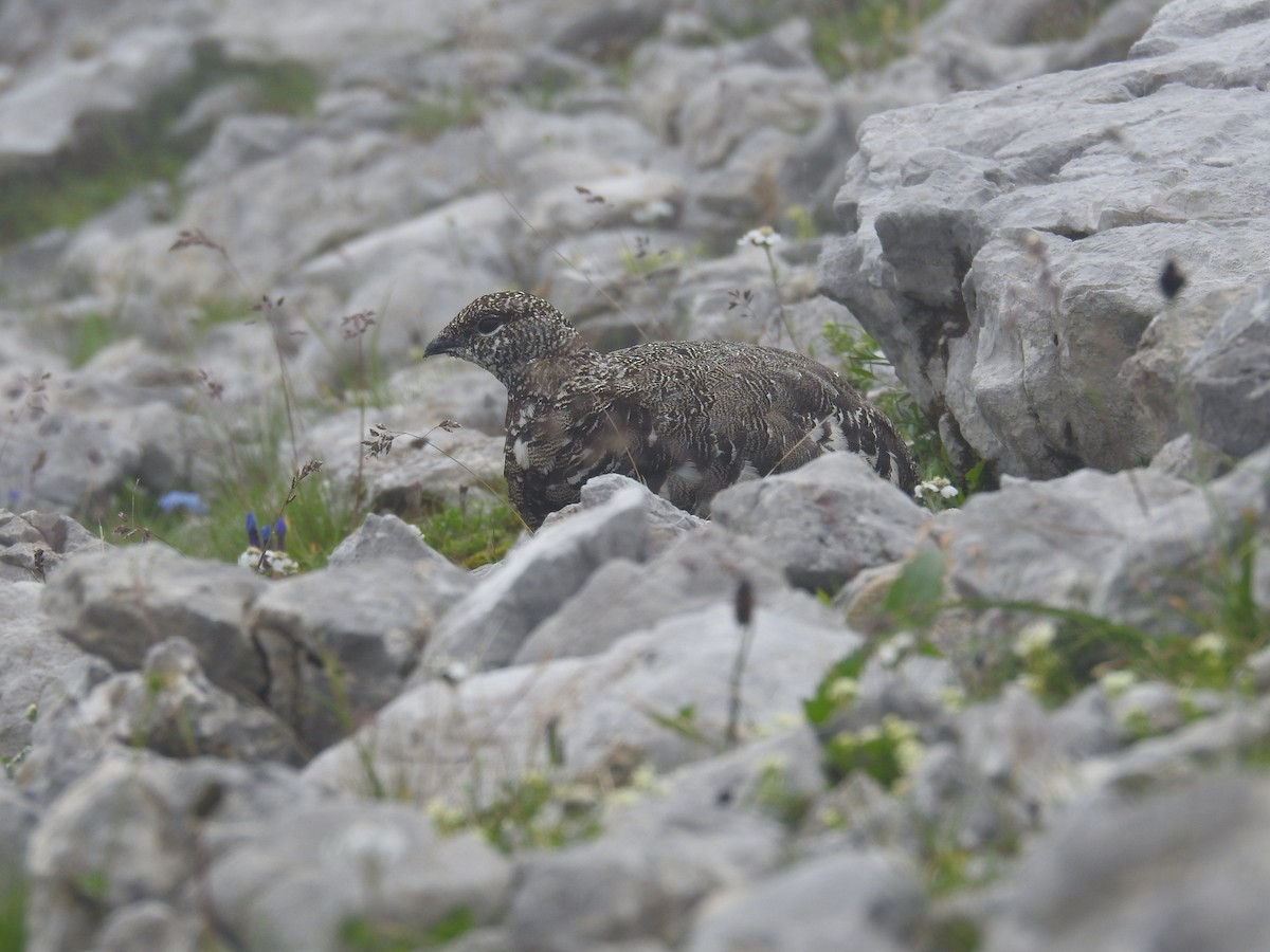 Цэвдгийн ахууна - ML640357293