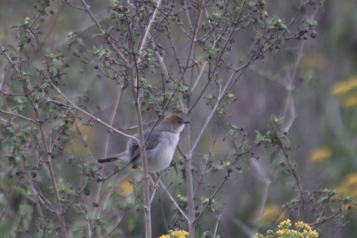 Singing Cisticola - ML640357294