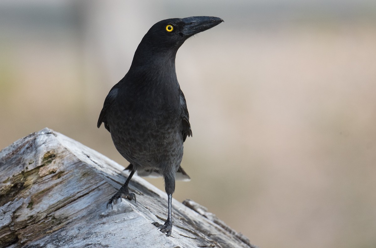 Pied Currawong - ML640357297