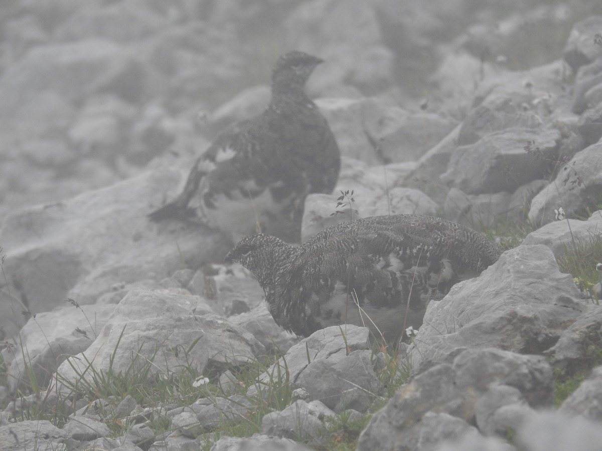 Цэвдгийн ахууна - ML640357300