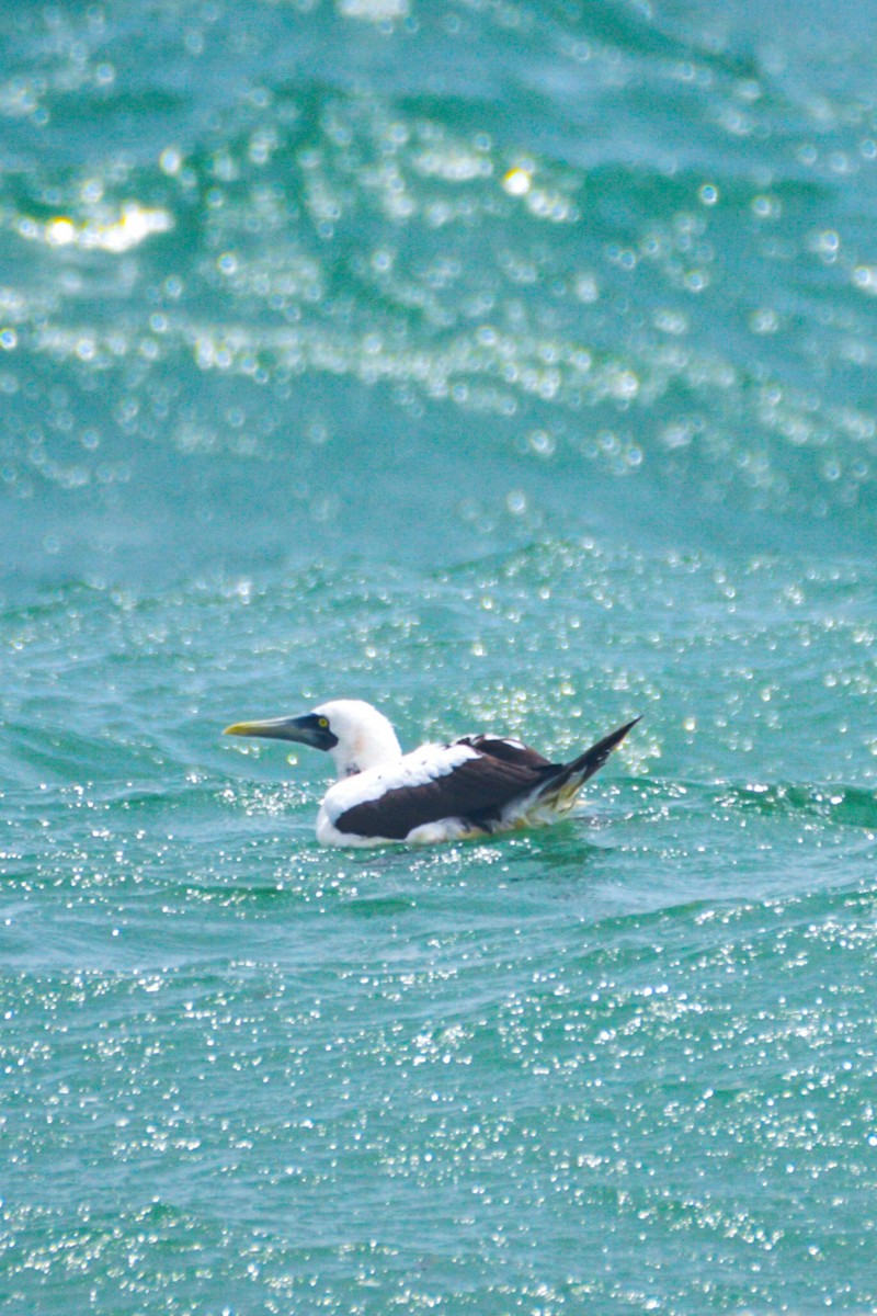Masked Booby - ML640357311