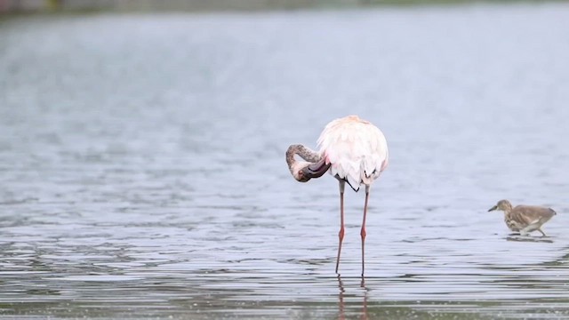 Lesser Flamingo - ML640357346