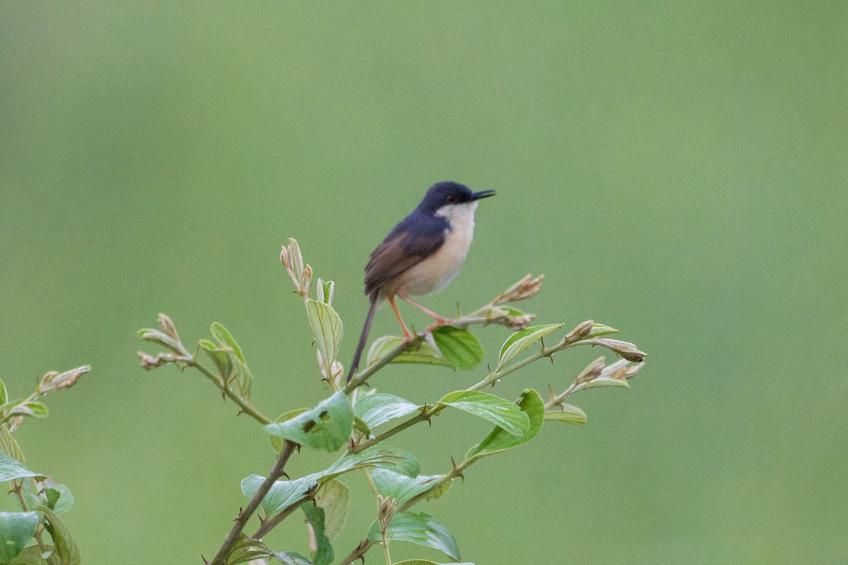 Ashy Prinia - ML640357381
