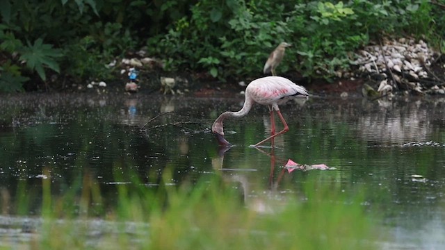 Lesser Flamingo - ML640357410