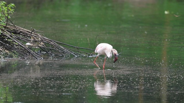 Lesser Flamingo - ML640357414