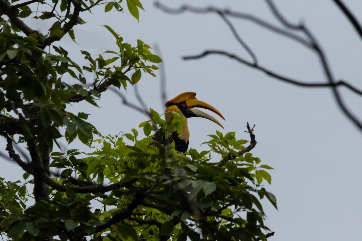 Great Hornbill - ML640357492