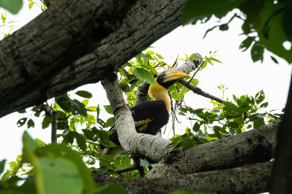 Great Hornbill - ML640357493