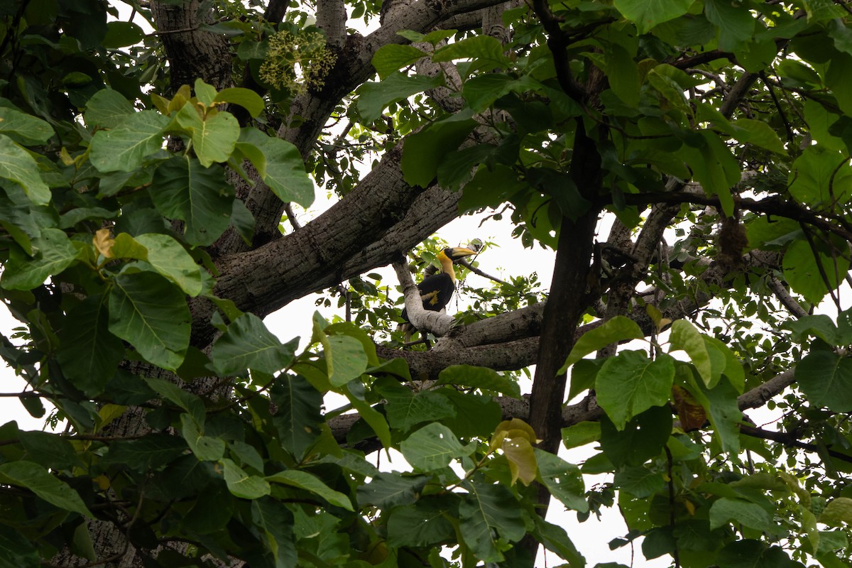 Great Hornbill - ML640357494