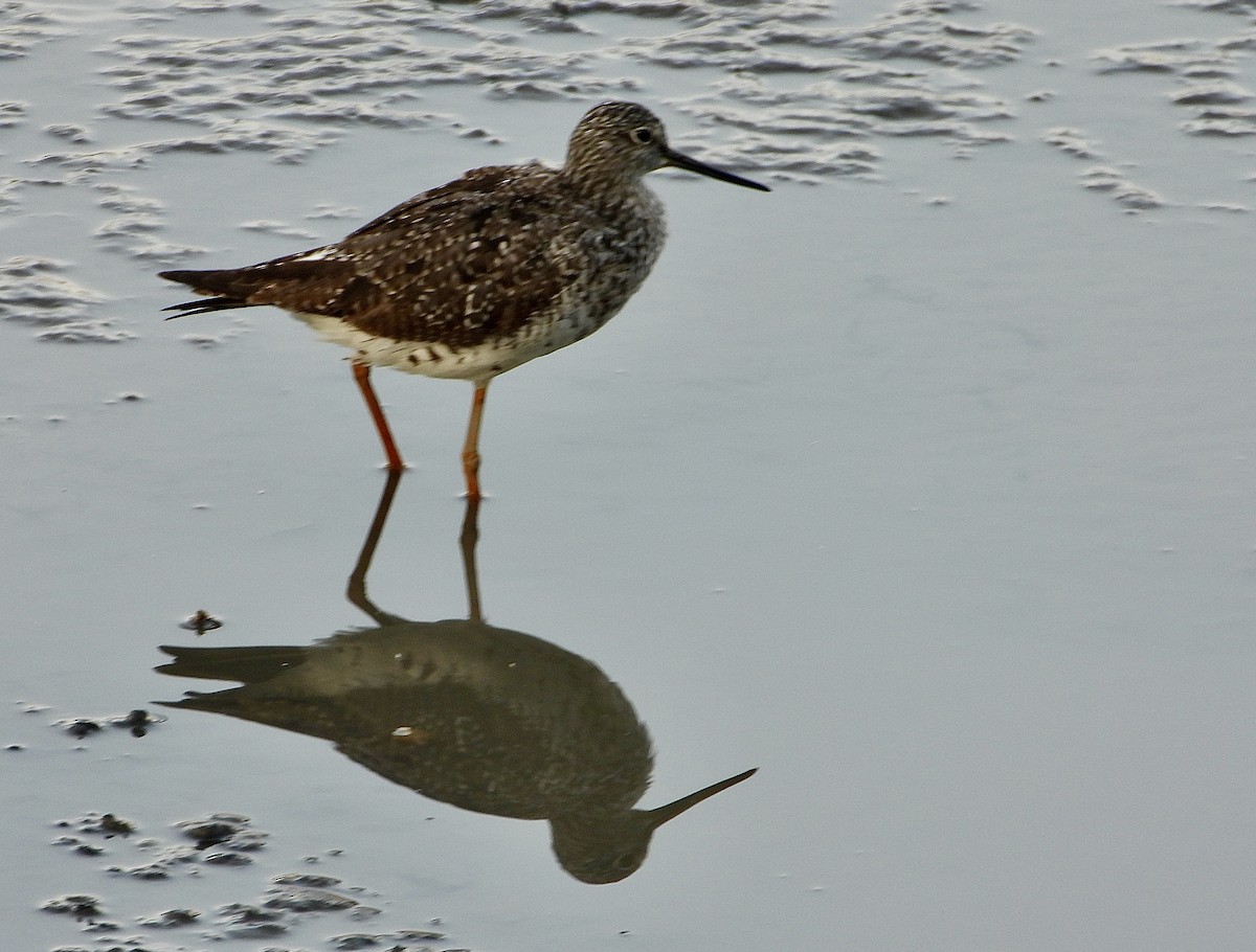 Greater Yellowlegs - ML640357503