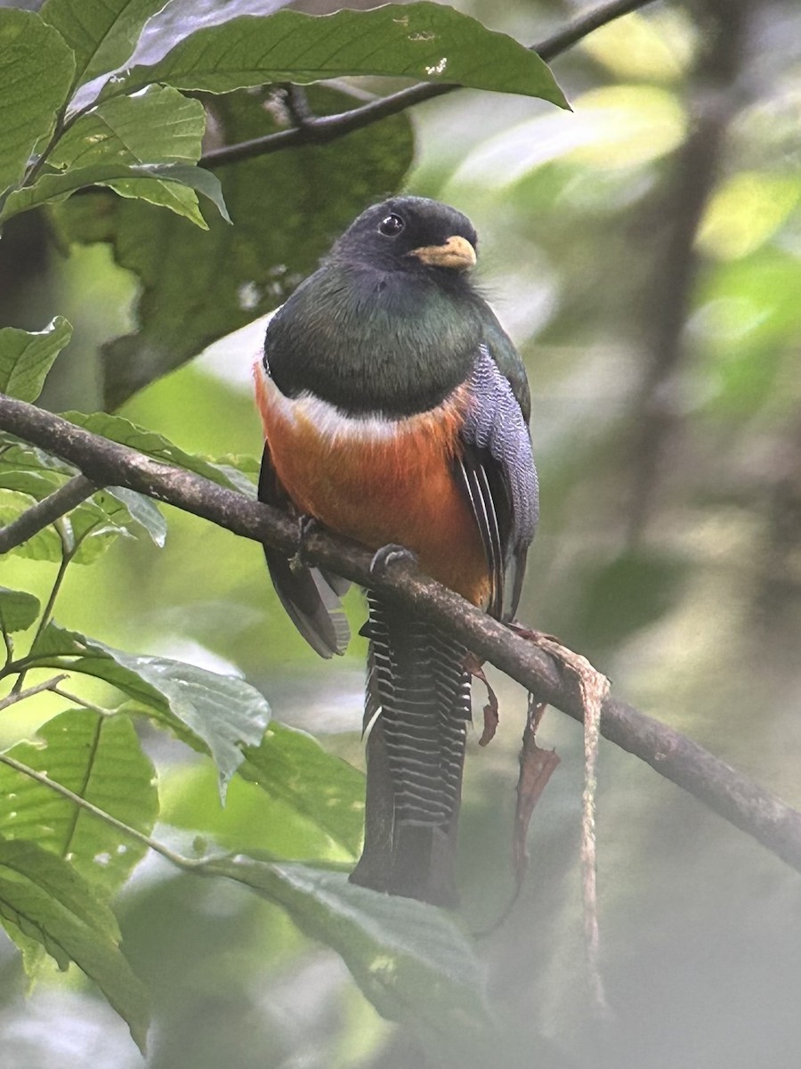 Collared Trogon (Orange-bellied) - ML640357635