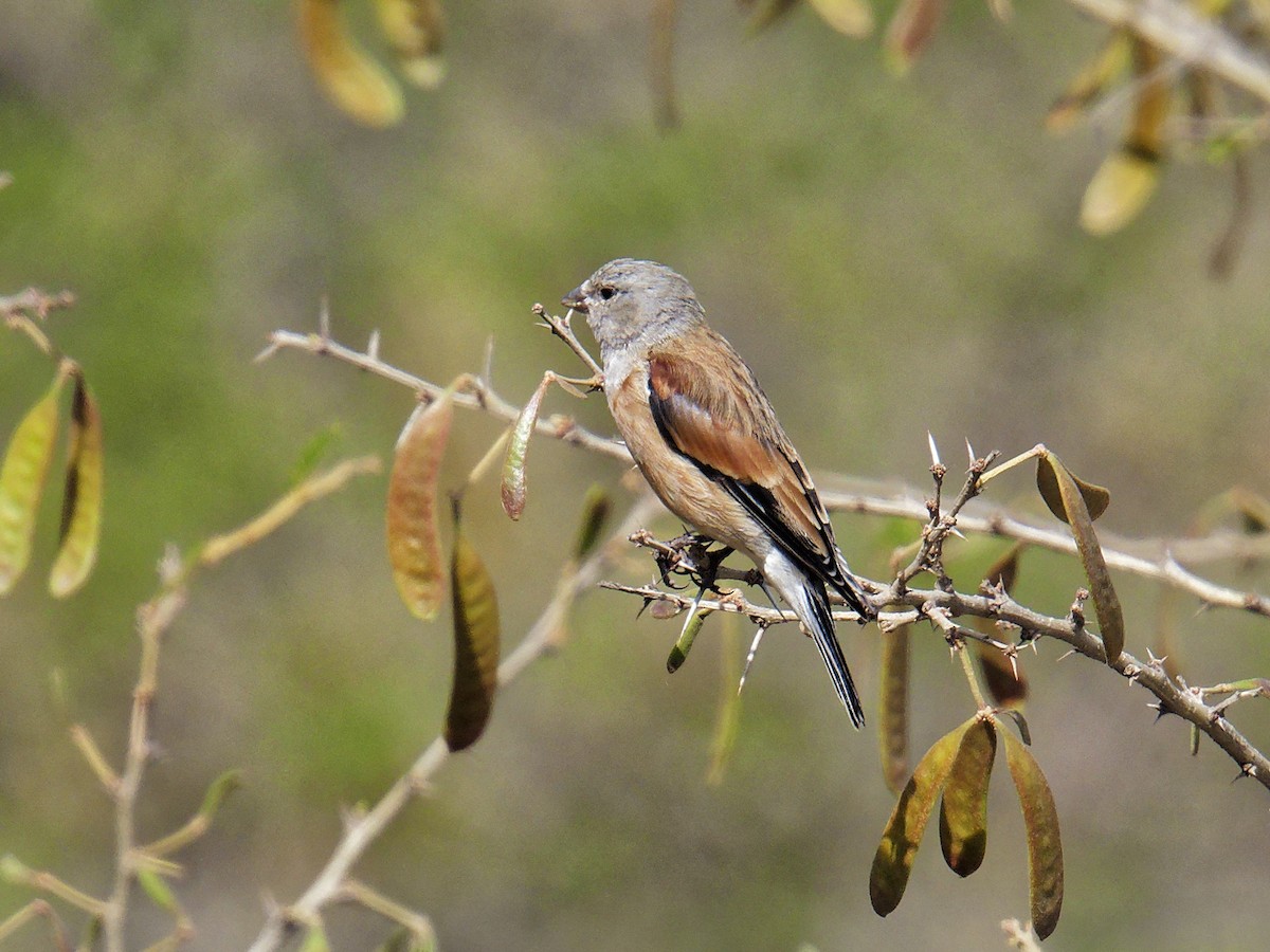 Yemen Linnet - ML640357640