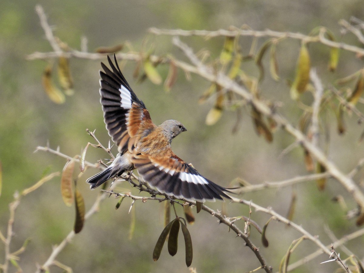 Yemen Linnet - ML640357641