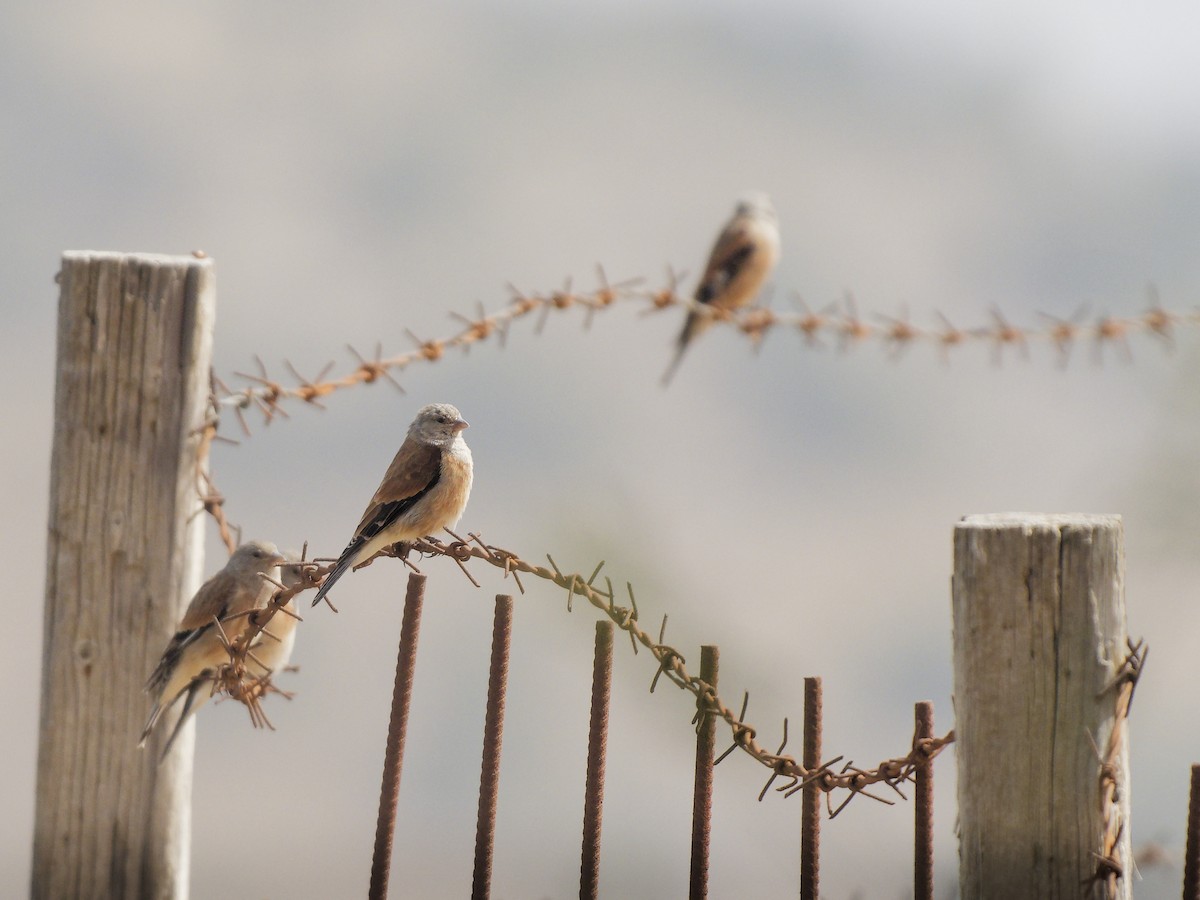 Yemen Linnet - ML640357642