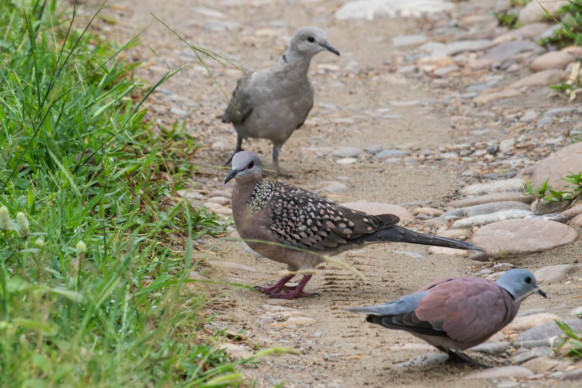 Spotted Dove - ML640357646