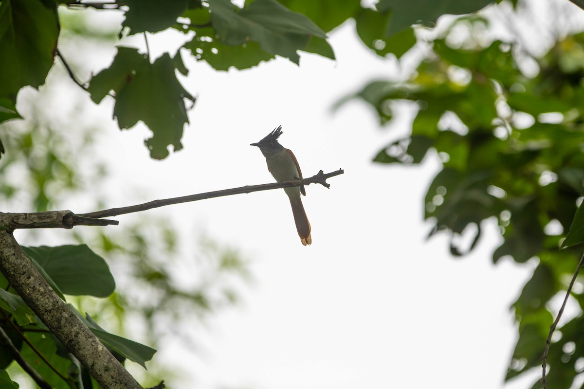 Indian Paradise-Flycatcher - ML640357670