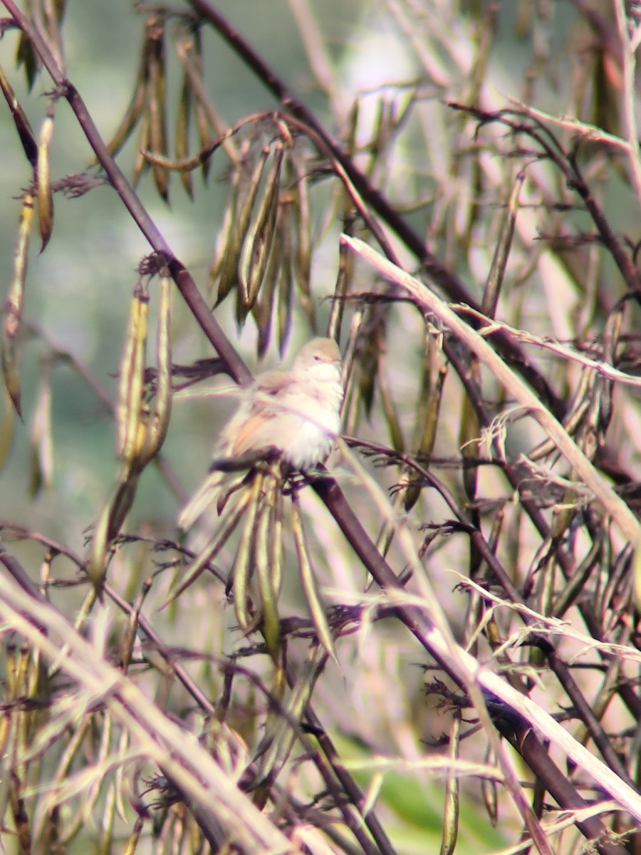 Шөвгөр зэржгэнэ - ML640357691