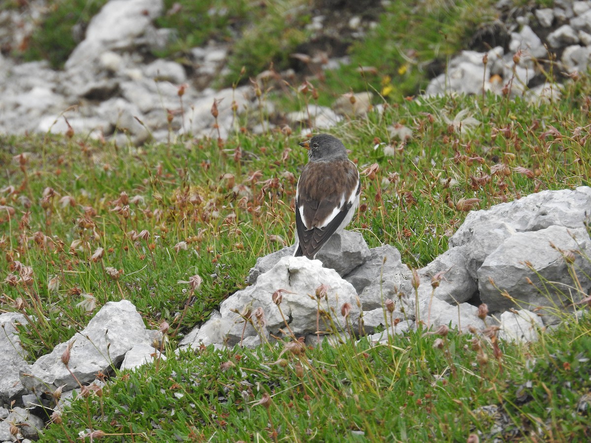 Цасны божрог - ML640357703