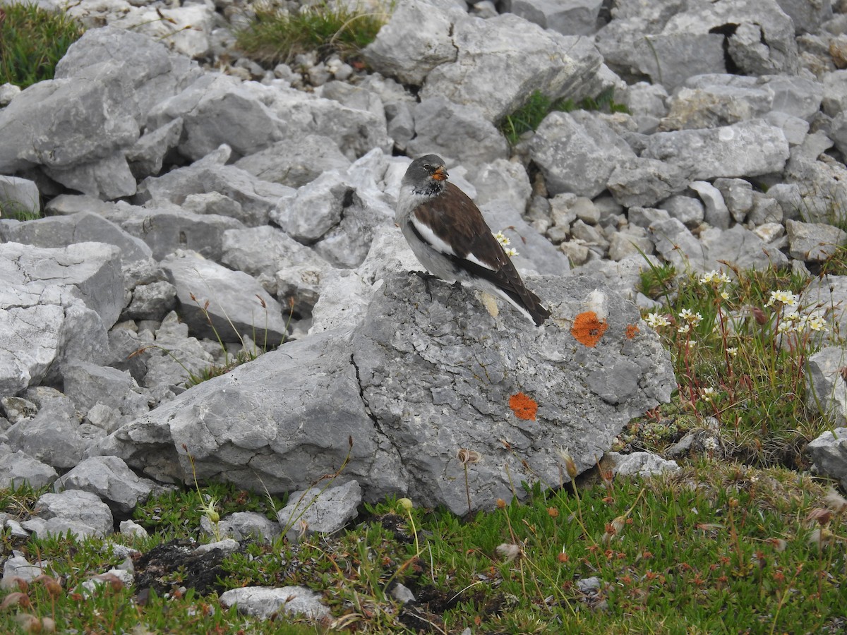 Цасны божрог - ML640357710