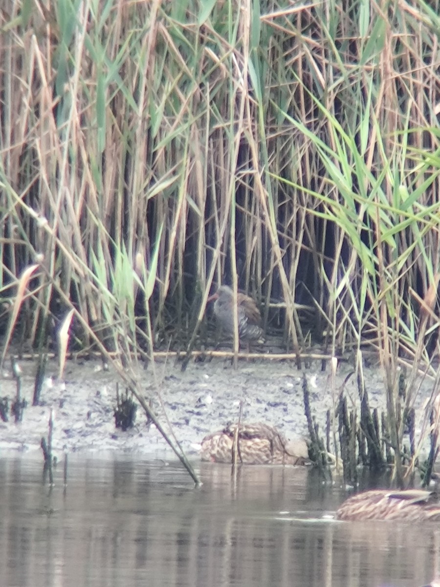 Усны түнжүүр - ML640357717