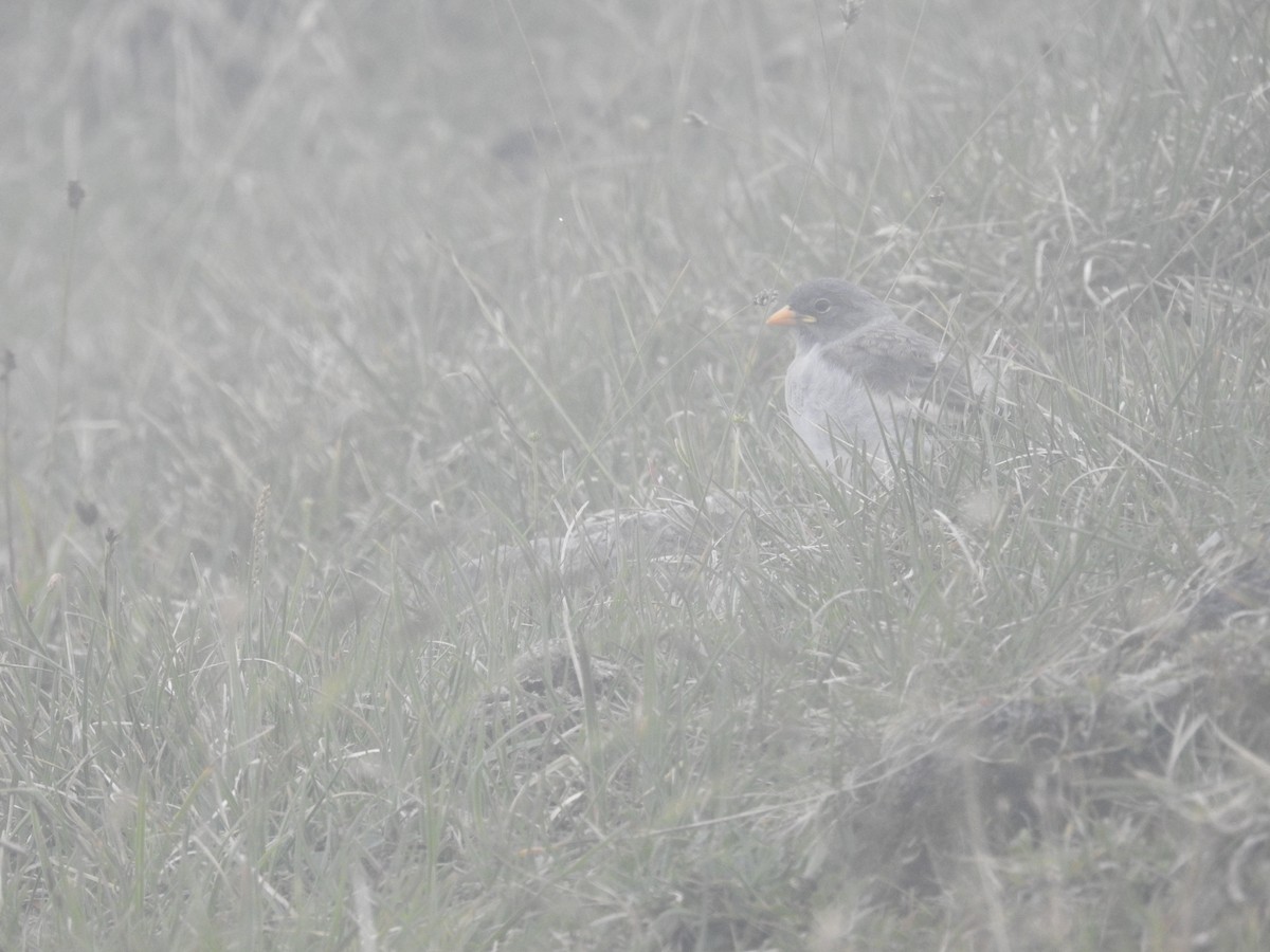 Цасны божрог - ML640357727