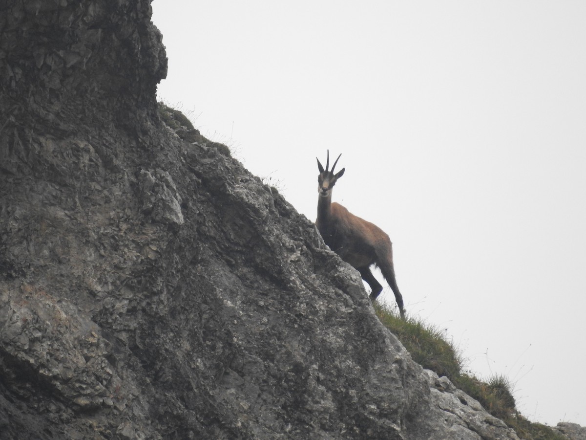 Northern Chamois - ML640357748
