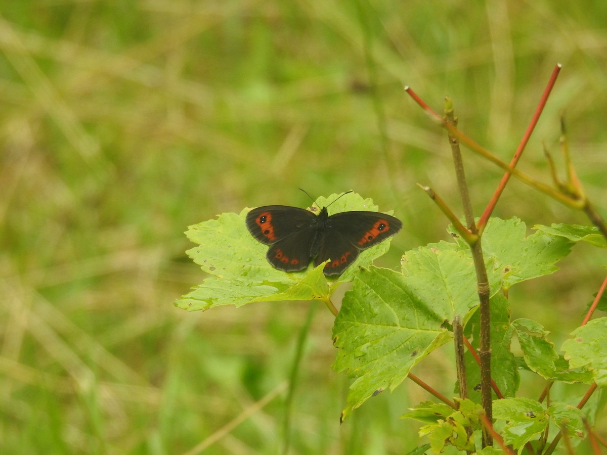 Scotch Argus - ML640357750