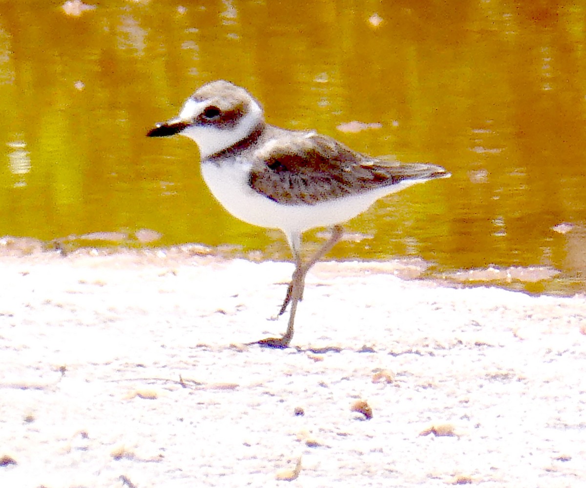 Wilson's Plover - ML640357751