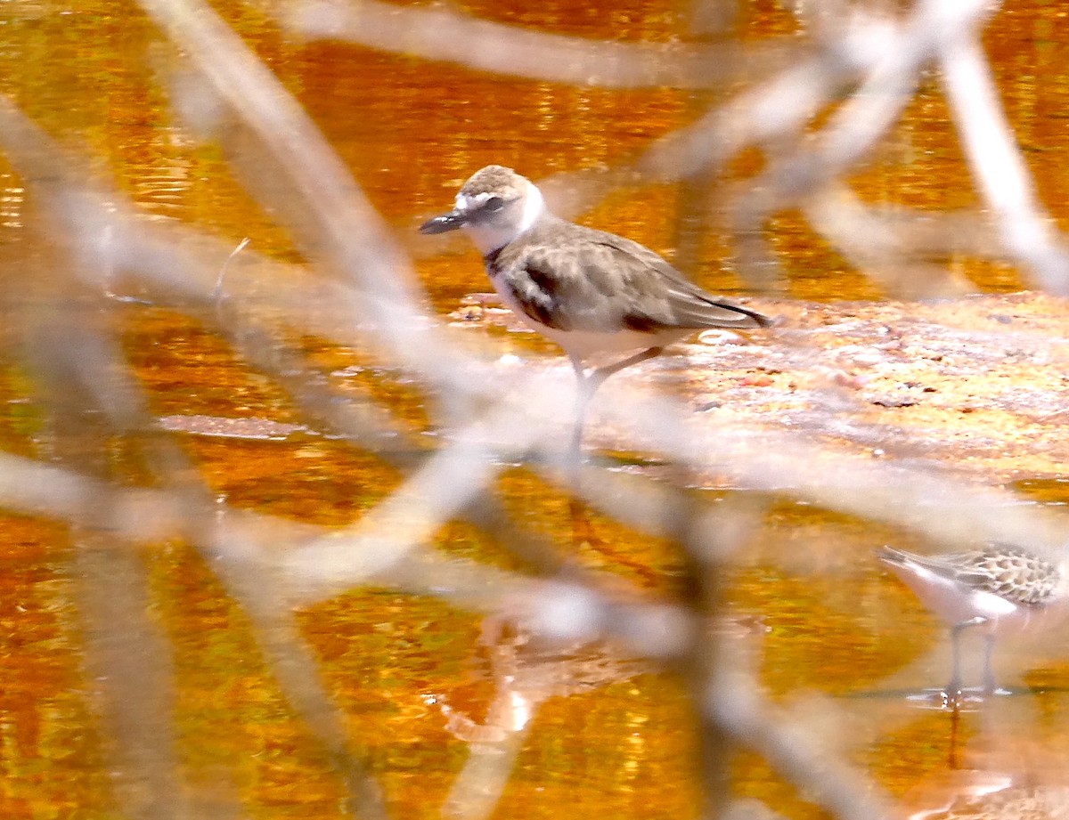 Wilson's Plover - ML640357752