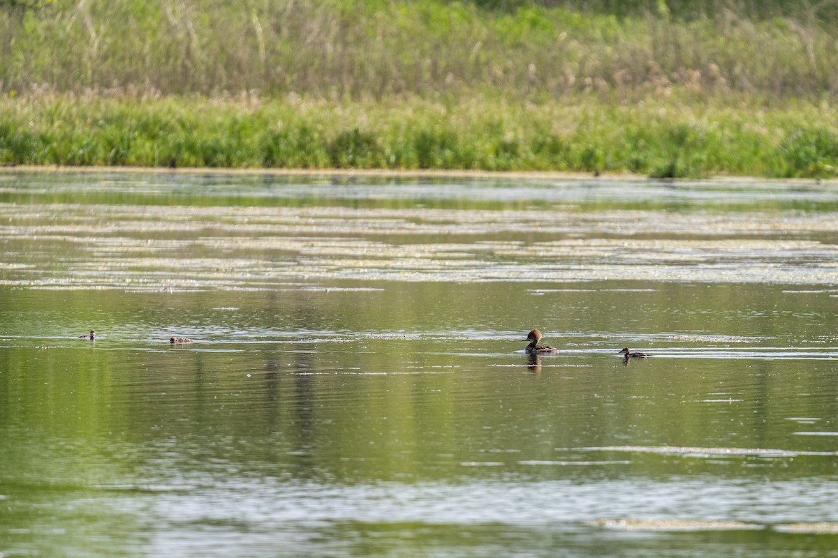Hooded Merganser - ML640357797