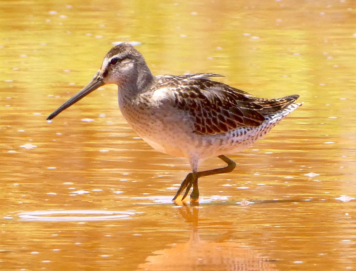 Short-billed Dowitcher - ML640357800