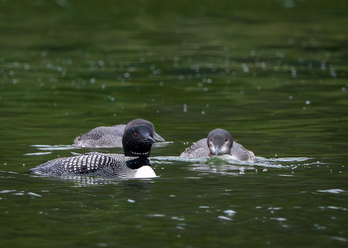 Common Loon - ML640357839