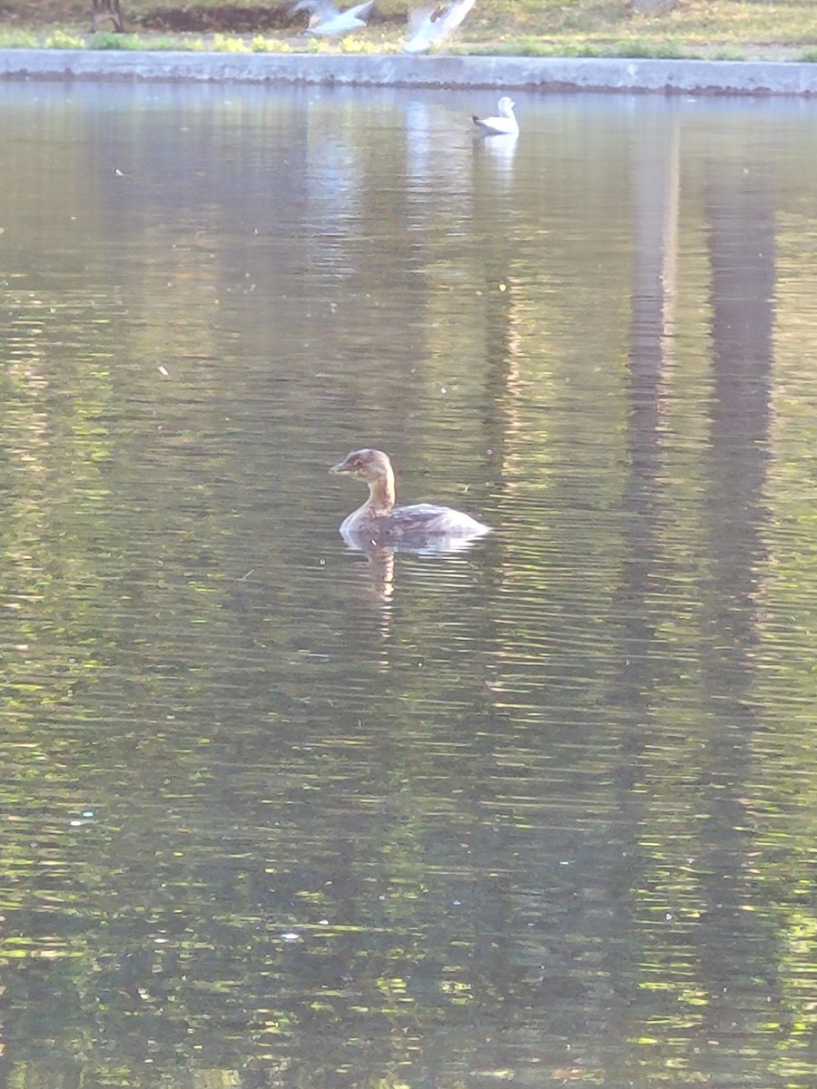Pied-billed Grebe - ML640357852